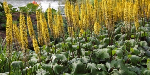 Buzulnik przhevalsky: fotografija u pejzažnom dizajnu